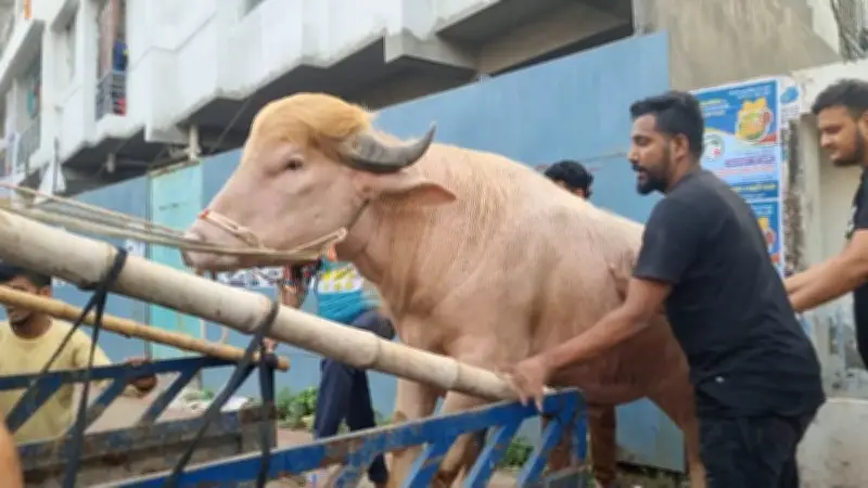 আলোচিত মহিষ ‘ডোনাল্ড ট্রাম্প’কে জাতীয় জাদুঘরে রাখার সিদ্ধান্ত