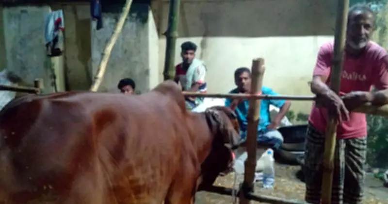 কমলাপুর পশুরহাটে দাম ধস, ক্রেতা নেই, খামারিরা হতাশ