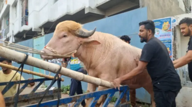 আলোচিত মহিষ ‘ডোনাল্ড ট্রাম্প’কে জাতীয় চিড়িয়াখানায় রাখার সিদ্ধান্ত