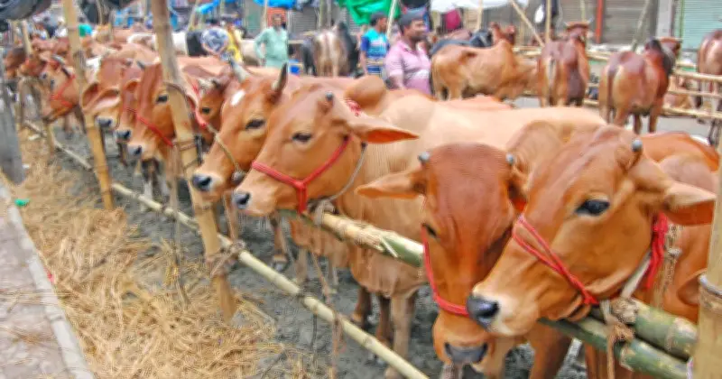 ঈদুল আজহায় চামড়ার বাজার: পুরনো সংকট, নতুন সম্ভাবনা