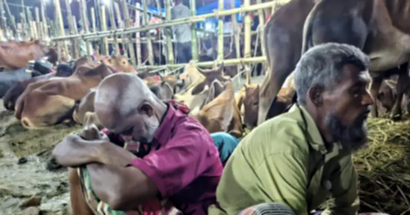 ঈদের রাতেও গাবতলী হাটে ক্রেতা নেই, ব্যবসায়ীদের হতাশা