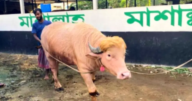 জাতীয় চিড়িয়াখানায় এলো আলোচিত অ্যালবিনো মহিষ ‘ডোনাল্ড ট্রাম্প’