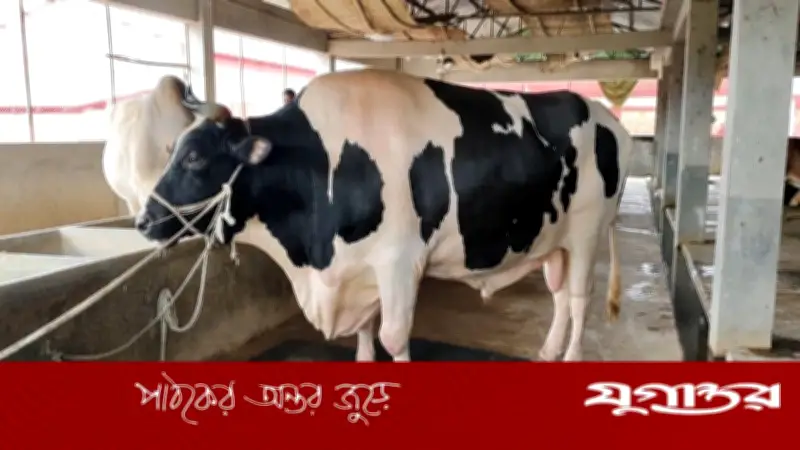 ৫৬ মণ ওজনের ষাঁড় মানিককে এতিমদের মাঝে বিলিয়ে দেবে ফাউন্ডেশন
