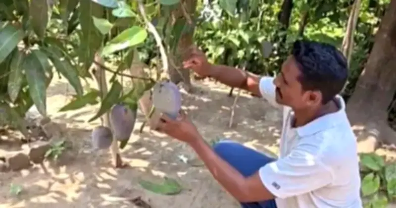 বিশ্বের সবচেয়ে দামি আম ফলিয়ে দুশ্চিন্তায় কৃষক, চোরের ভয়ে খাট নিয়ে গাছতলায় ঘুম