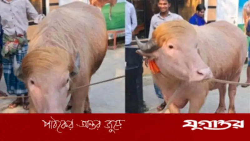 ভাইরাল মহিষ 'ডোনাল্ড ট্রাম্প' স্থান পাচ্ছে মিরপুর চিড়িয়াখানায়