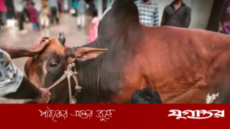 ঈদের নামাজ শেষে রাজধানীতে পশু কুরবানি শুরু, চলছে ত্যাগের মহিমা