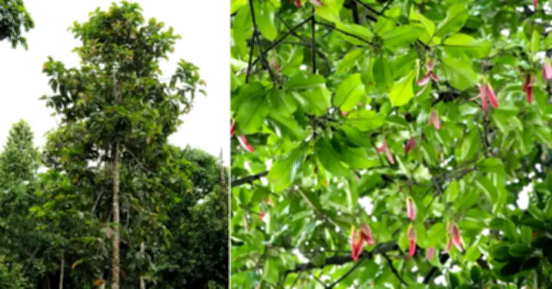 প্রকৃতির ড্রোন: হলোং গাছের বিস্ময়কর বীজ বিস্তার কৌশল