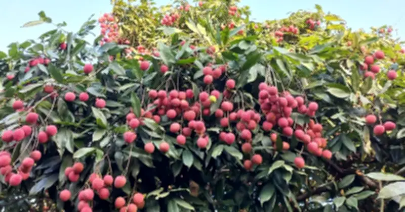 গরমে লিচু কেনার আগে চিনুন পাকা ও ভালো ফলের লক্ষণ