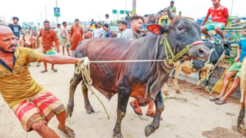 অর্থনৈতিক চাপে কোরবানি দিতে পারছেন না খামারিরা, কমছে পশু কোরবানি