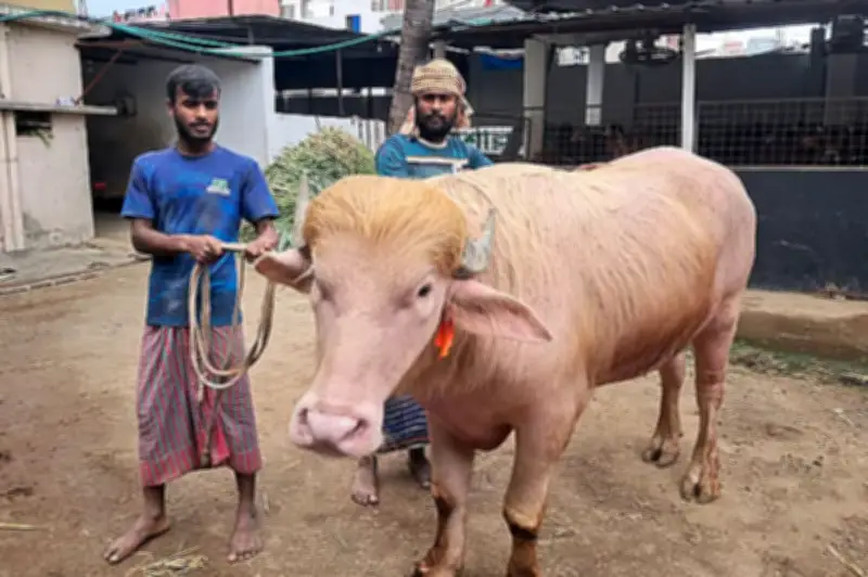 কোরবানির পশুর নামকরণ: ইসলাম কী বলে?
