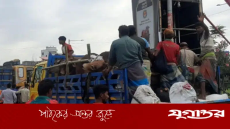 গাবতলী হাটে গরুর দামে ধস, ব্যাপারীরা বিপাকে