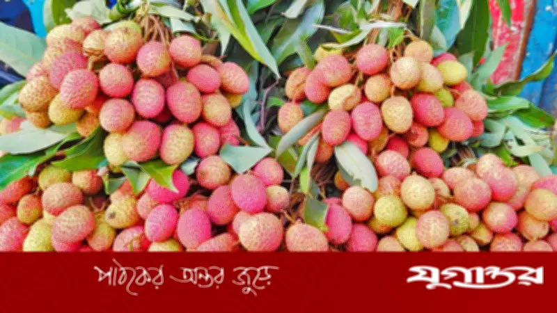 ভালো লিচু চেনার সহজ উপায়: রঙ, গন্ধ আর চাপ দেখে নিন