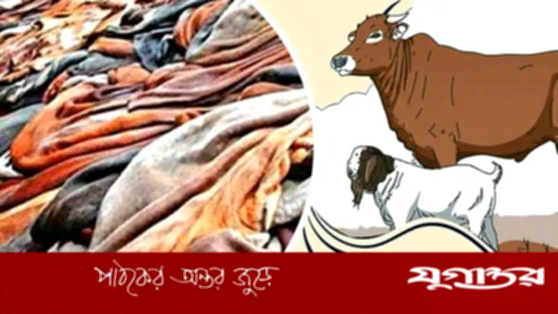 বাঘায় খাসির চামড়া ৪০, ছাগল ১০ টাকায় বিক্রি