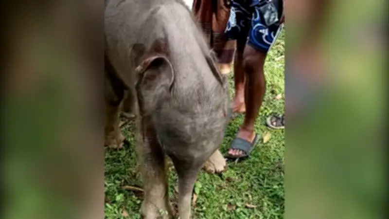 বাংলাদেশের ভিডিও: নতুন দিগন্তের সন্ধানে