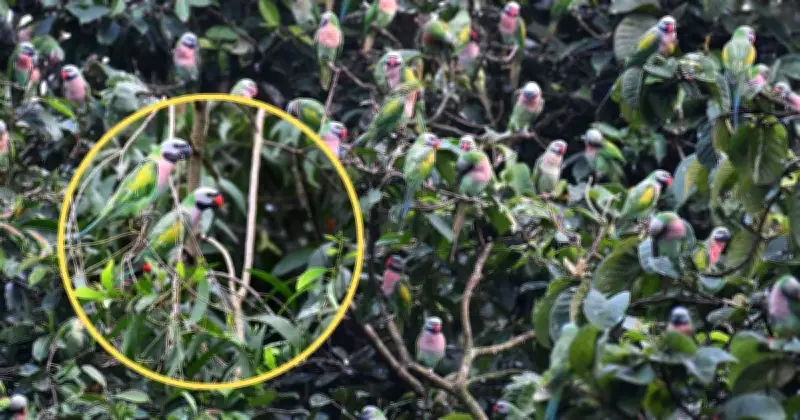 খাগড়াছড়ির বনরেঞ্জ অফিসপাড়ায় মদনা টিয়ার স্বর্গরাজ্য
