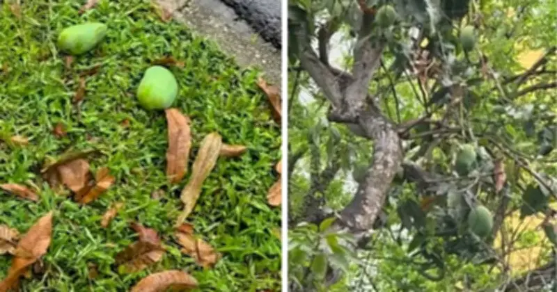 সিঙ্গাপুরে পাকা আম কুড়াতে গেলে জরিমানা ৫ লাখ টাকা