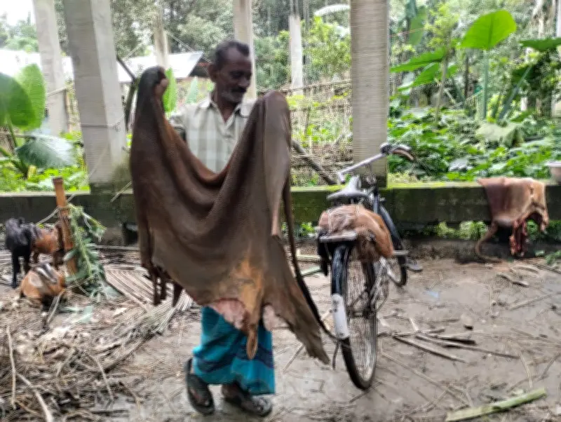 গাইবান্ধায় চামড়া বিক্রি করতে না পেরে বিপাকে ক্ষুদ্র ব্যবসায়ীরা