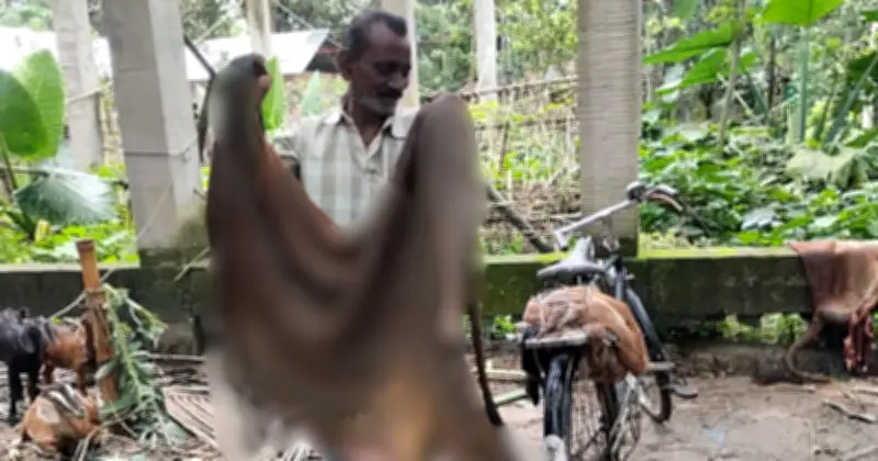 চামড়ার দাম কম পেয়ে হতাশ মৌসুমি ব্যবসায়ীরা
