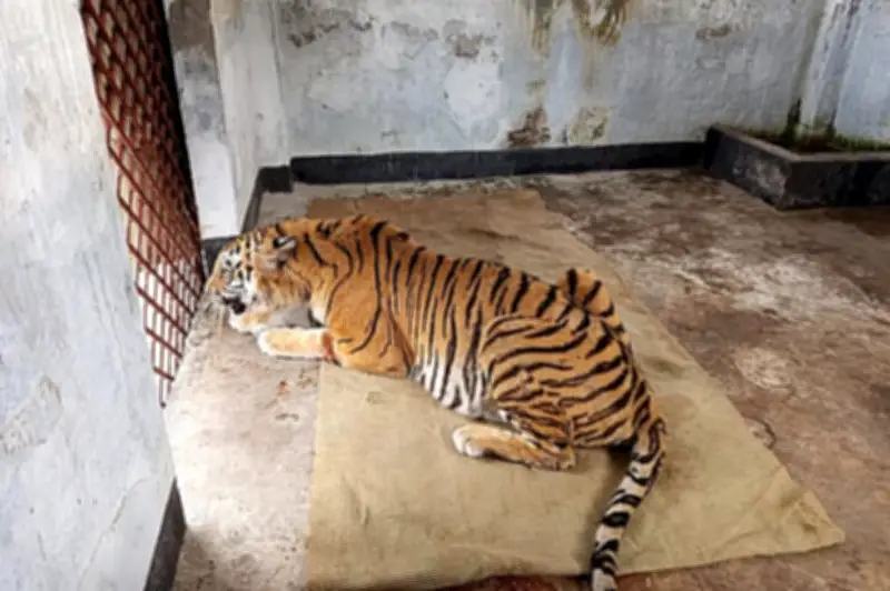 ফাঁদ থেকে উদ্ধার বাঘিনী সুস্থ, জুনে সুন্দরবনে ফেরার সম্ভাবনা