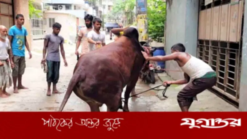 ঈদের দ্বিতীয় দিনেও চলছে পশু কুরবানি, ধর্মীয় ভাবগাম্ভীর্যে উদযাপন