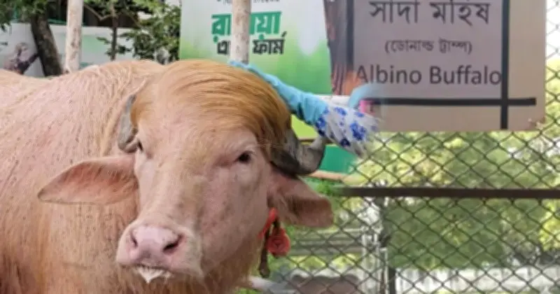 আলবিনো মহিষ ‘ডোনাল্ড ট্রাম্প’ চিড়িয়াখানায়, কোরবানি থেকে বাদ