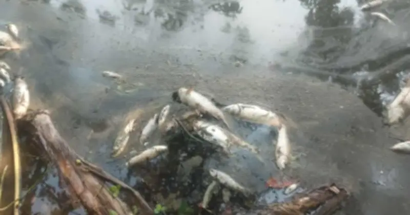 নাটোরে মাছ চাষির পুকুরে বিষ প্রয়োগ, লাখ লাখ টাকার ক্ষতি