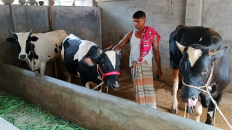 লোকসানে পাবনার গরু ব্যবসায়ীরা, ঢাকা থেকে ফিরল ৫ হাজারের বেশি গরু