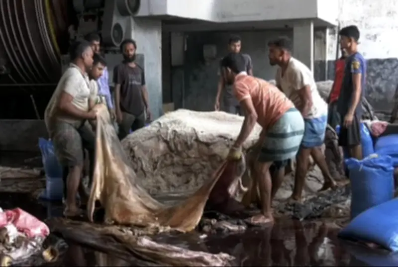 সাভারের চামড়া শিল্পনগরে ২৯ ঘণ্টায় ৫ লাখের বেশি চামড়া সংগ্রহ