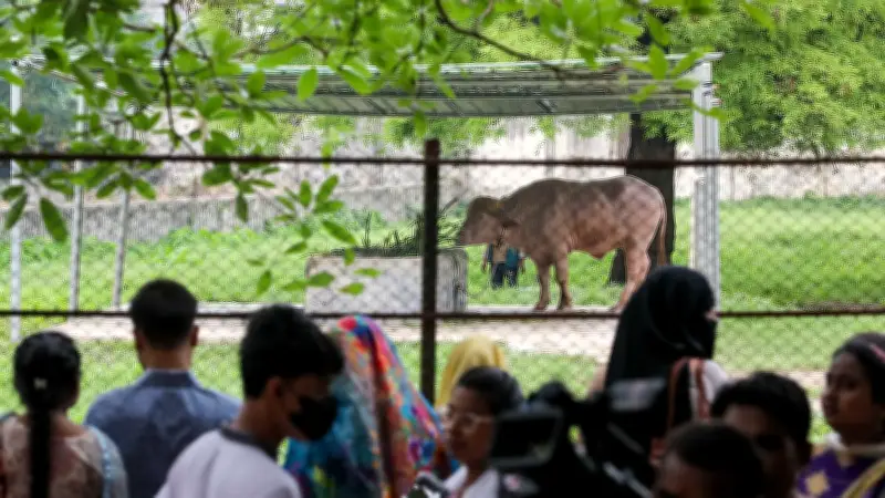 ঈদে চিড়িয়াখানায় দর্শনার্থীদের ভিড়, ডোনাল্ড ট্রাম্প মহিষ সবার নজর কাড়ছে