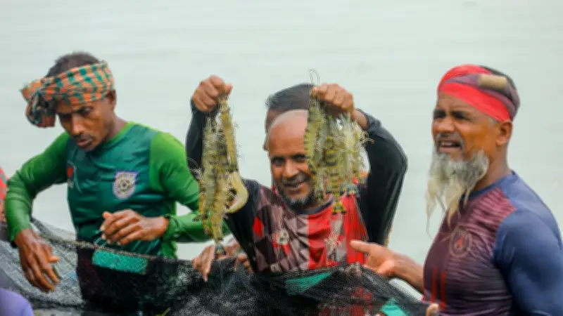 সাতক্ষীরার সাদা সোনা: বাগদা চিংড়ির অর্থনীতি ও সম্ভাবনা