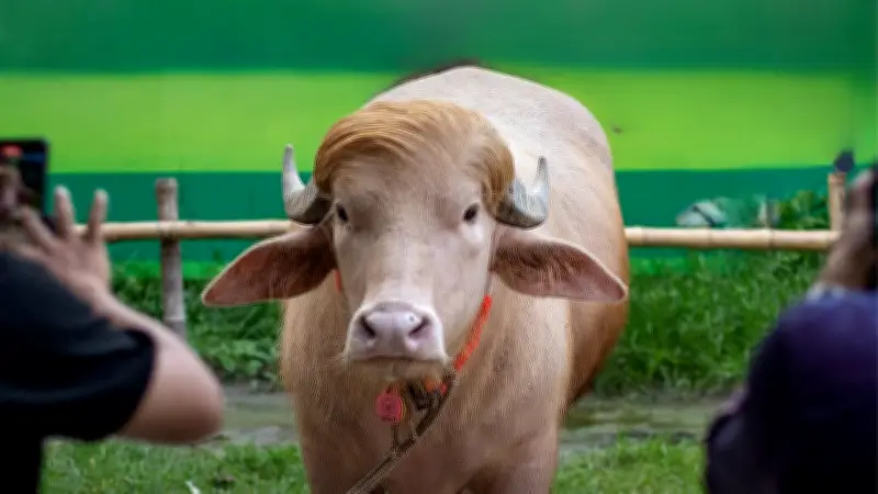 ডোনাল্ড ট্রাম্প মহিষ: বিরল প্রজাতি নয়, জিনগত বৈশিষ্ট্য