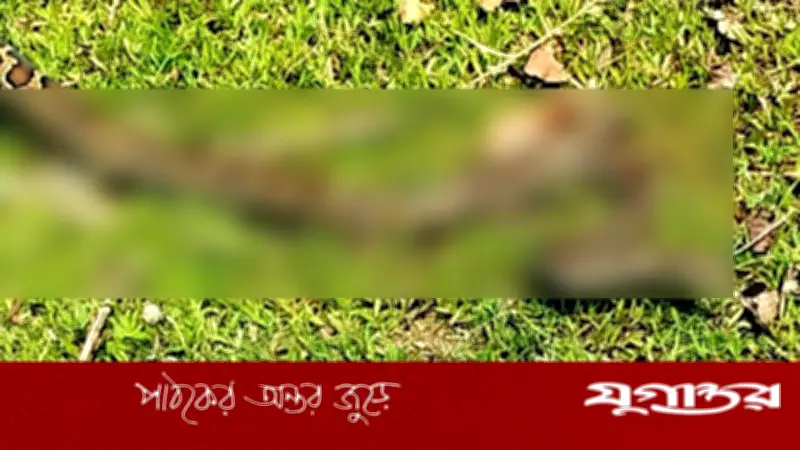 নেত্রকোনায় জালে আটকে পড়া অজগর সাপ বনে অবমুক্ত