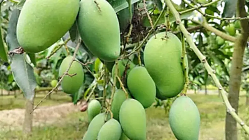বাংলাদেশের আমের জন্য নতুন বাজার জাপান ও মালয়েশিয়া