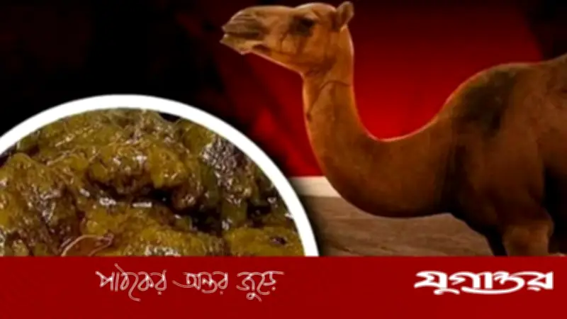 উটের গোশত খেলে অজু ভাঙে: হাদিসের আলোকে কারণ ও ব্যাখ্যা