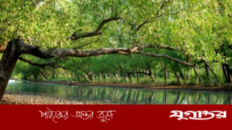 সুন্দরবনে তিন মাস প্রবেশ নিষিদ্ধ, বনজীবীদের দুশ্চিন্তা