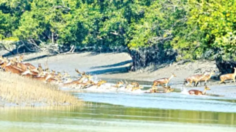 জীববৈচিত্র্য রক্ষায় সুন্দরবনে ৩ মাস প্রবেশ নিষেধাজ্ঞা