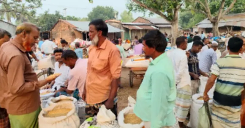 নওগাঁর জিরা ধানই ঢাকায় মিনিকেট চাল নামে বিক্রি হচ্ছে