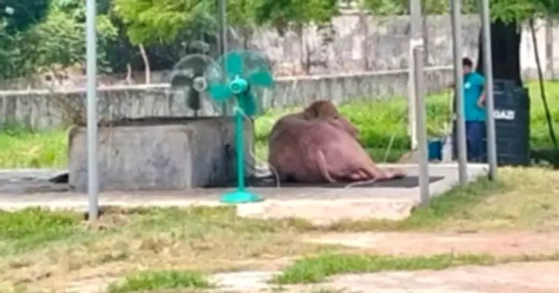 প্রচণ্ড গরমে ভাইরাল মহিষ ডোনাল্ড ট্রাম্পের জন্য ফ্যান-পানি ব্যবস্থা