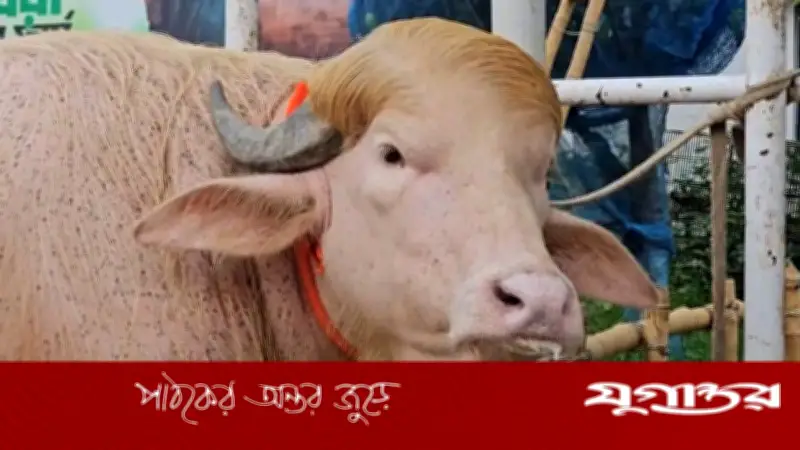 ডোনাল্ড ট্রাম্প মহিষ বিতর্কে চিড়িয়াখানা কিউরেটর বরখাস্ত