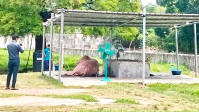 রাজকীয় খাবার খাচ্ছে ডোনাল্ড ট্রাম্প, পেয়েছে দুটি ফ্যান