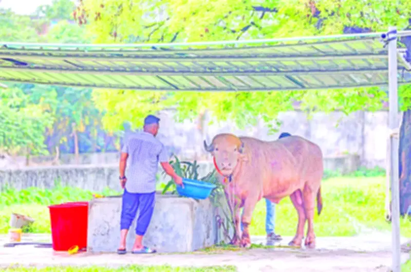 আলবিনো মহিষের খাঁচায় ‘ডোনাল্ড ট্রাম্প’ নামের সাইনবোর্ড, জাদুঘর কিউরেটর বরখাস্ত