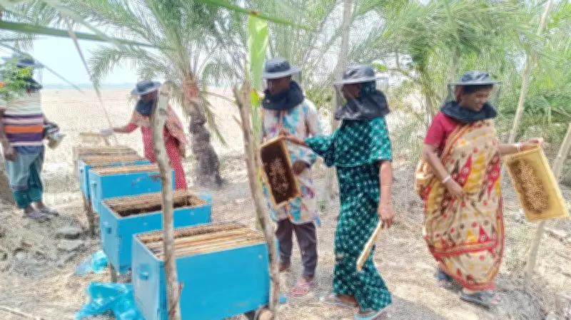 সুন্দরবনের পাশে মৌবাক্স বসিয়ে নিরাপদ মধু সংগ্রহ