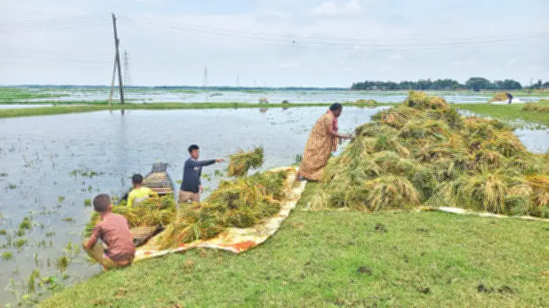 সুনামগঞ্জের হাওরে চারদিন পর রোদ, ধান কাটছেন কৃষকেরা