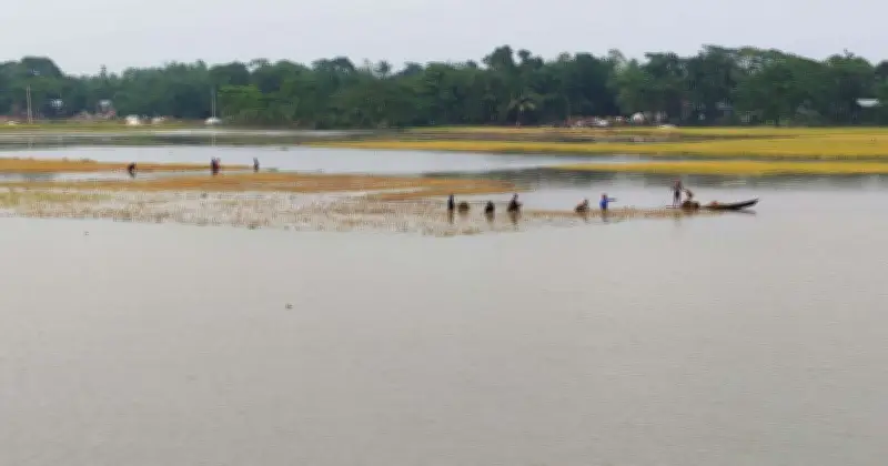 নেত্রকোনায় বন্যায় তলিয়ে যাচ্ছে বোরো ফসল, হাজারো কৃষক ক্ষতির মুখে