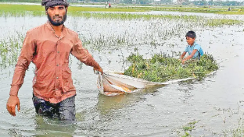 সুনামগঞ্জের হাওরে রোদ ফিরলেও শঙ্কা কাটেনি কৃষকদের, ধান তোলায় অনিশ্চয়তা