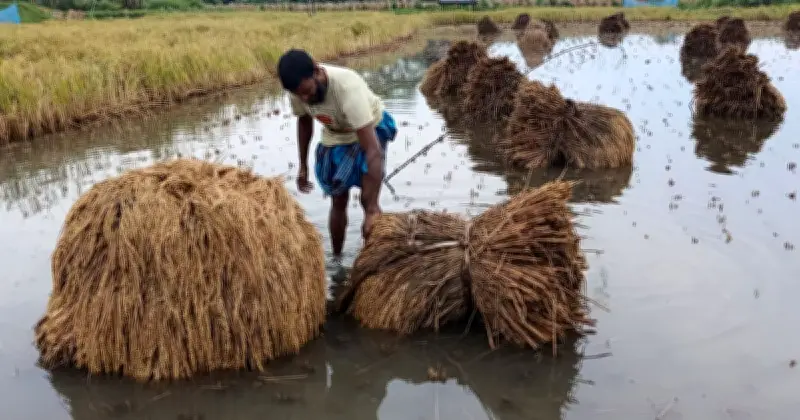 বাগেরহাটে টানা বৃষ্টিতে বোরো ধানের ব্যাপক ক্ষতির আশঙ্কা