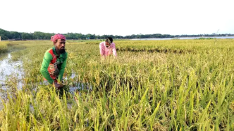 ভারী বৃষ্টিতে নেত্রকোনায় বোরো ধানের ব্যাপক ক্ষতি, কৃষকরা নিজেরাই ধান কাটছেন