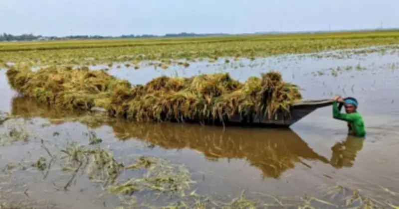 কিশোরগঞ্জে টানা বৃষ্টিতে সাড়ে ৬ হাজার হেক্টর বোরো ধান তলিয়ে গেছে