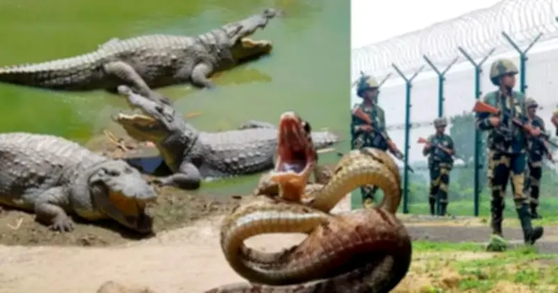 ভারতের কুমির-সাপ মোতায়েন পরিকল্পনায় তীব্র সমালোচনা