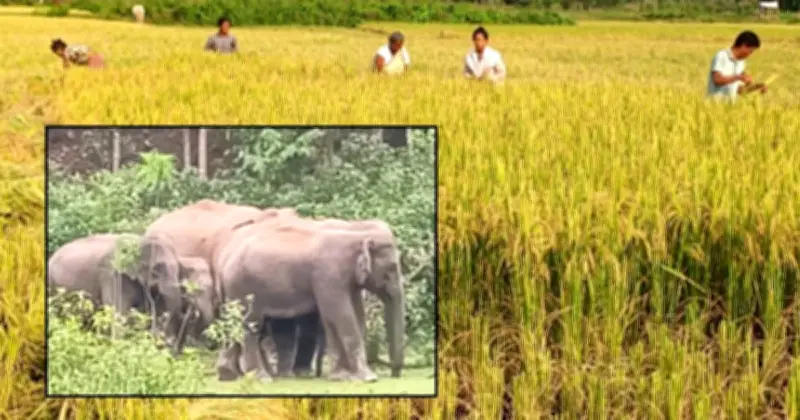 শেরপুরে বন্যহাতির আতঙ্কে কৃষকেরা নির্ঘুম, আধাপাকা ধান কেটে ফেলছেন